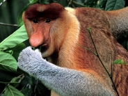 monkey_wallpaper_6