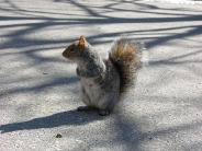 squirrels_wallpaper_35