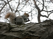 squirrels_wallpaper_42