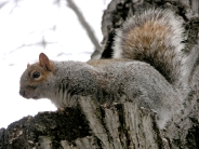 squirrels_wallpaper_44