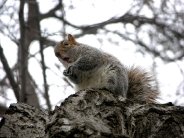 squirrels_wallpaper_48