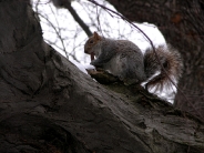 squirrels_wallpaper_49