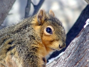 squirrels_wallpaper_52