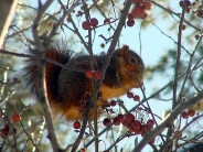 squirrels_wallpaper_54