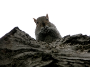 squirrels_wallpaper_55
