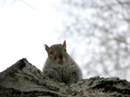 squirrels_wallpaper_56