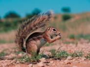 squirrels_wallpaper_57