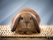 rabbit_wallpaper_20