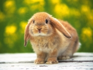 rabbit_wallpaper_26