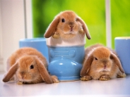 rabbit_wallpaper_29