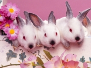 rabbit_wallpaper_3