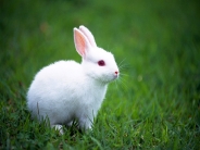 rabbit_wallpaper_30