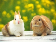 rabbit_wallpaper_31