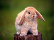 rabbit_wallpaper_32