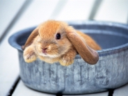 rabbit_wallpaper_33