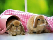 rabbit_wallpaper_34