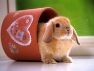 rabbit_wallpaper_35