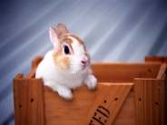 rabbit_wallpaper_37