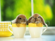 rabbit_wallpaper_38