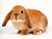 rabbit_wallpaper_39