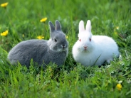 rabbit_wallpaper_4