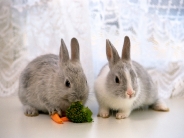 rabbit_wallpaper_40