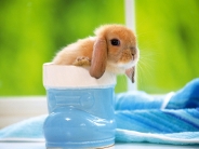 rabbit_wallpaper_41