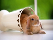 rabbit_wallpaper_44