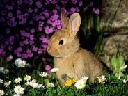 rabbit_wallpaper_5