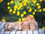 rabbit_wallpaper_6