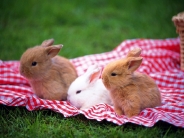 rabbit_wallpaper_8