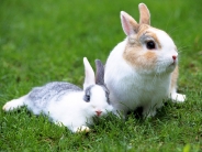 rabbit_wallpaper_9