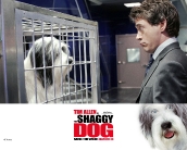 the_shaggy_dog_wallpaper_2