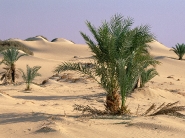 desert_wallpaper_39