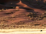 desert_wallpaper_41