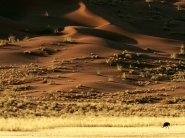 desert_wallpaper_42