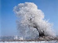 teli_winter_hatterkepek_72