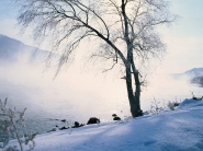 teli_winter_hatterkepek_82