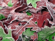 FrozenLeaves