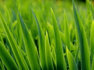 Grass2