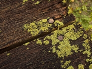 Green Lichen