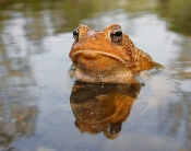 frog water