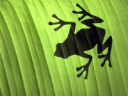 green frog shadow