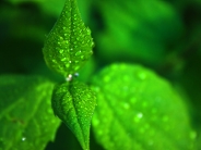 green wet leaves