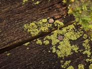 green-lichen