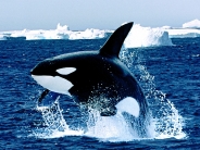 killer whale